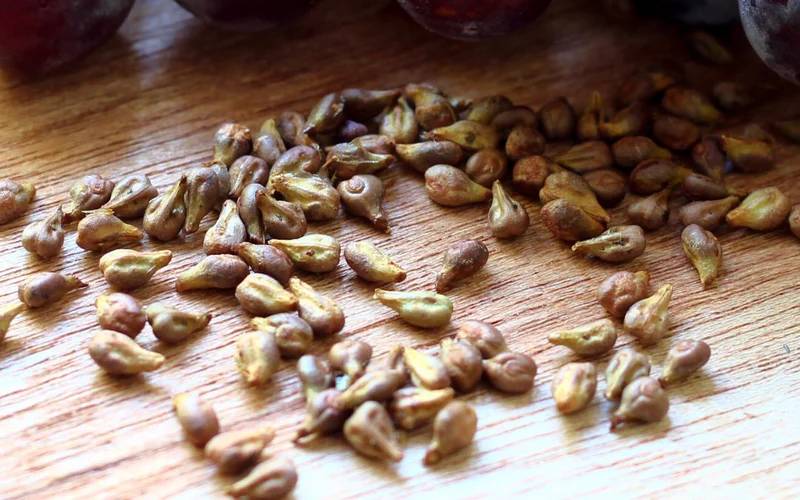 Grape Seed Extract