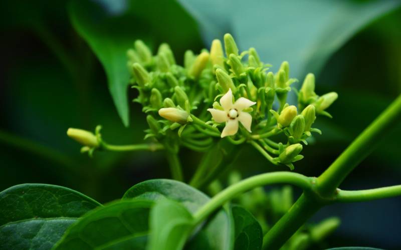 Gymnema Sylvestre Extract